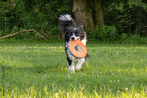 Border Collie dog carrying a flying disc