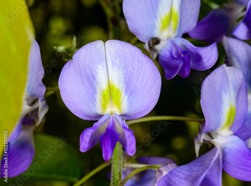 Chinese wisteria - Wisteria sinensis, inflorescence of purple flowers on a climbing plant photo
