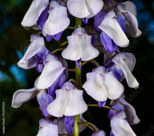 Chinese wisteria - Wisteria sinensis, inflorescence of purple flowers on a climbing plant in the garden photo