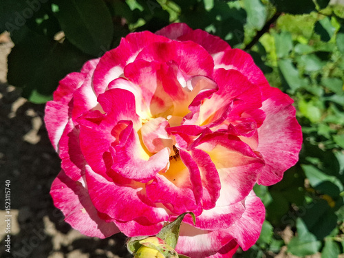 Rose in the summer in Romania