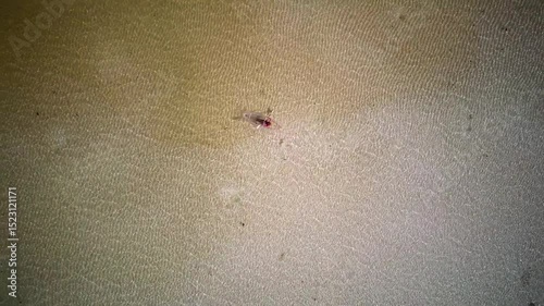 Crystal Kayak in the Ocean, Seychelles Island Tropical Paradise and Adventure