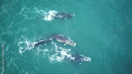 Pod of whales in the ocean