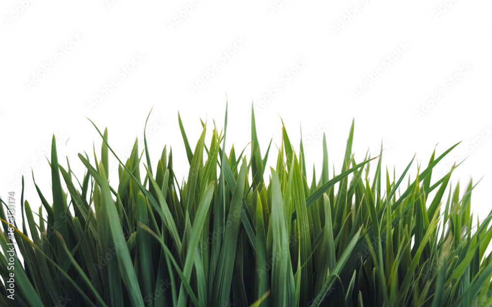 Fototapeta premium Fresh Green Grass Blade Cluster Isolated on White