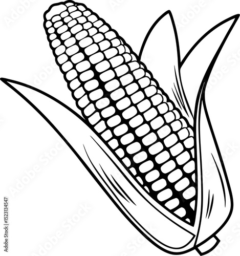 Monochrome illustration of freshly harvested corn on the cob with husks drawn artistically