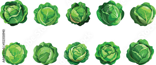 cabbage vegetable set vector illustration