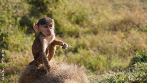 A baby baboon looks relaxed on his mother's back