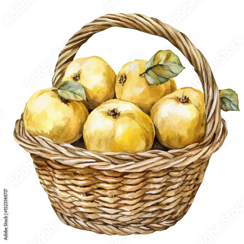 Quince Fruit Basket, watercolor illustration vector, high quality, isolated on a white background.