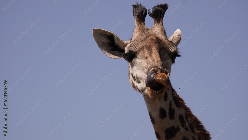 Fototapeta premium A close up of a giraffe cleaning his nose with his tongue.