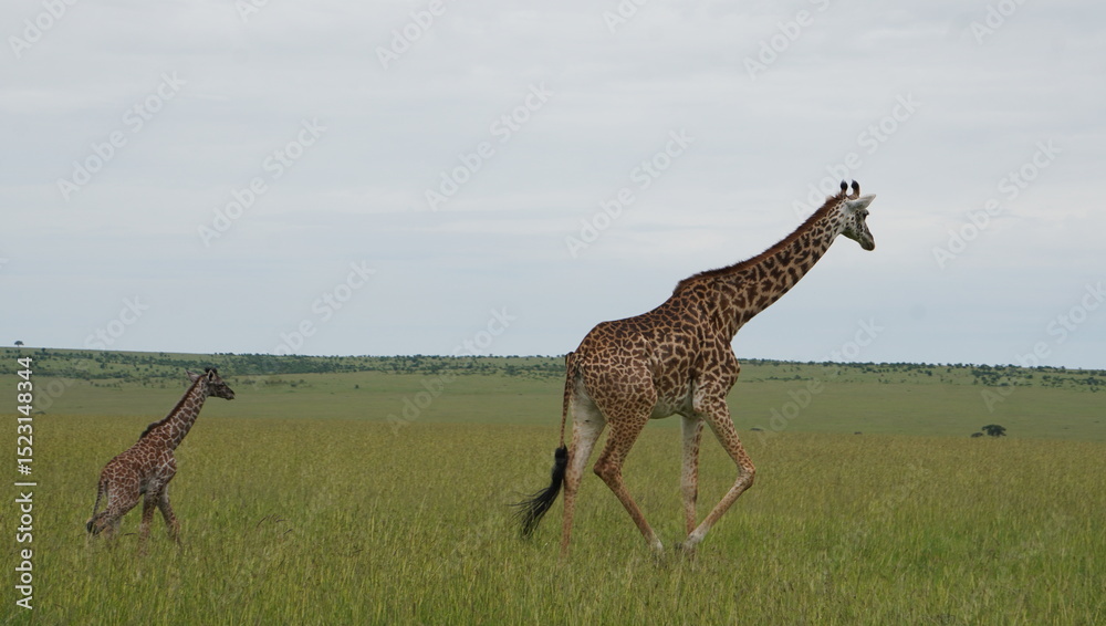 : A giraffe and a baby in the grassy plains of masai Mara : A giraffe and a baby in the grassy plains of masai Mara