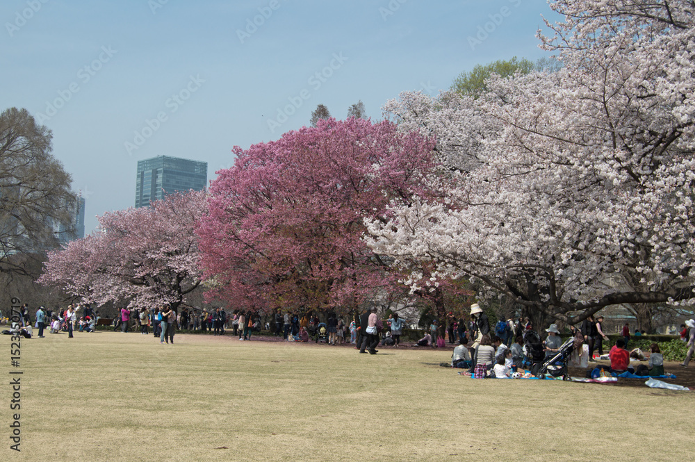 Ταπετσαρία Cherry blossom trees in full bloom at Shinjuku Gyoen National Garden, Tokyo, Jap