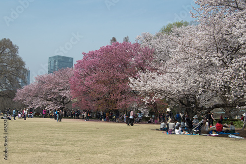 Photography Cherry blossom trees in full bloom at Shinjuku Gyoen National Garden, Tokyo, Jap