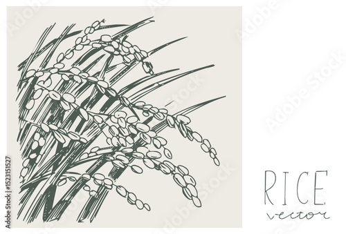 Rice plant, realistic vector sketch, hand drawn, monochrome