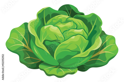 Fresh Green Lettuce A Vibrant Illustration of Crisp, Healthy Leafy Greens