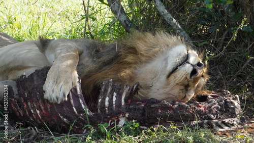 A lion sleeping in the ribcage of his kill. photo