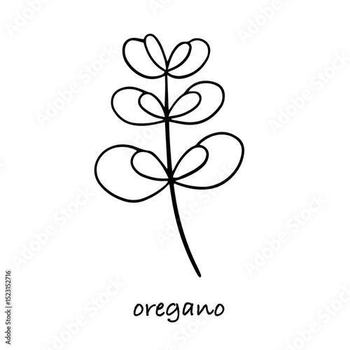 Oregano plant hand drawn vector sketch