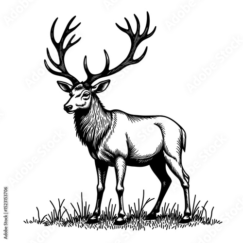 Black and white illustration of a proud deer with large antlers in a cartoon wildlife style for children’s books and forest themes - nature animal - storytelling print