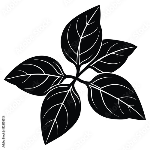 Basil Herb Illustration  