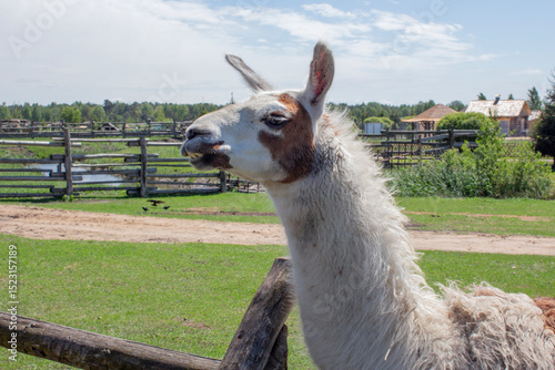 Cute curious llama on the farm. Beautiful and funny animals.