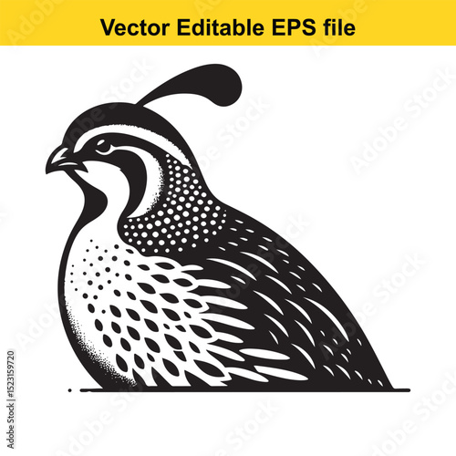 A black and white illustration of a quail, a bird with intricate details and a stylized design