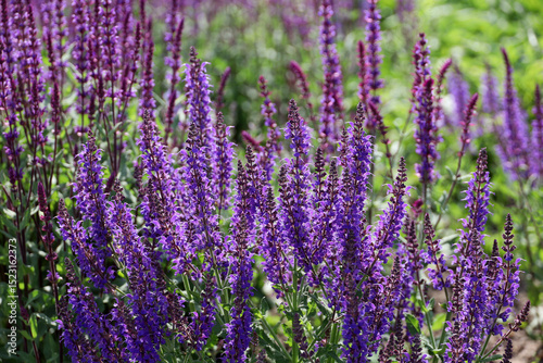 Sage flowers in summer, Salvia pratensis, selective focus. Healing plant used in cosmetics and pharmaceutical industry, purple background