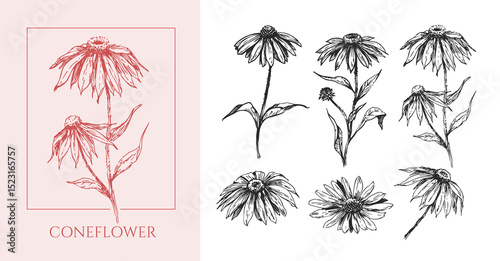Coneflower flower, realistic vector sketch, hand drawn, monochrome illustration
