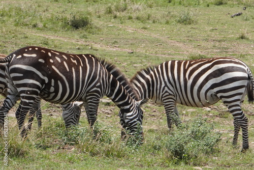 A zebra with very different stripes eating together with a normal one