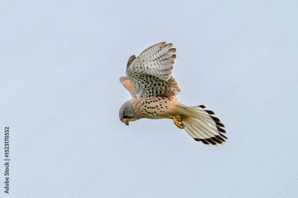 Fototapeta premium Turmfalke