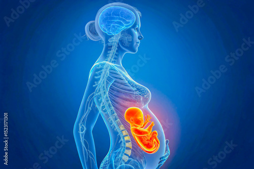 anatomy of the human body, 3D Medical Illustration of Pregnant Woman with Glowing Fetus in Womb