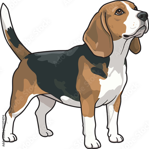 Beagle Dog Vector white color background 