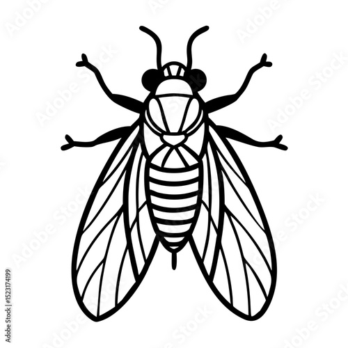 Black and white illustration of a cicada insect isolated on white  