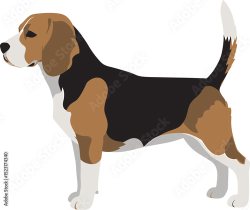 Beagle Dog Vector white color background 