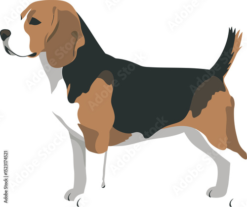 Beagle Dog Vector white color background 