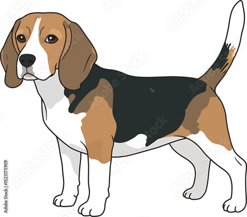 Beagle Dog Vector white color background 