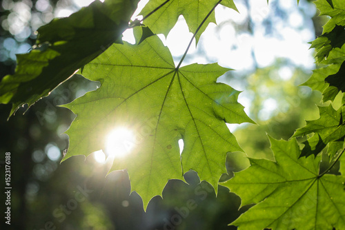 Sunlight filtering through vibrant green maple leaves in a serene forest during late afternoon hours