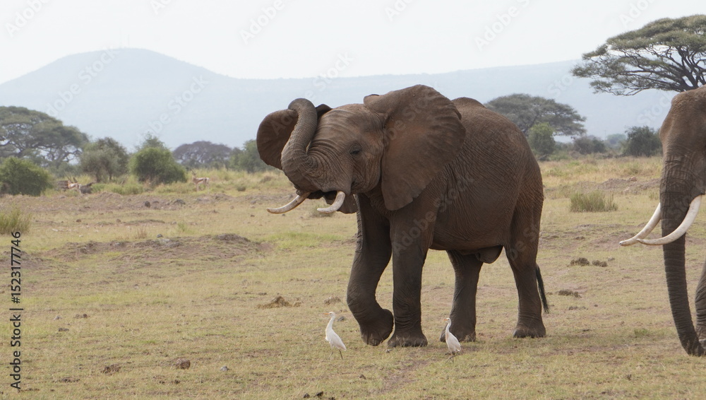 Fototapeta premium Elephant scratching his ear with his trunk