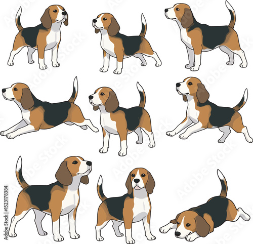 Beagle Dog Vector white color background 