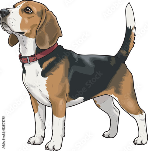 Beagle Dog Vector white color background 