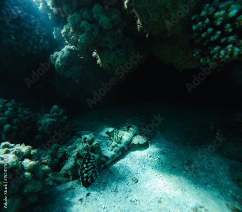 Fototapeta Naklejka Na Ścianę i Meble -  Crocodilefish and the underwater world of the Red Sea, coral reef and marine fish.