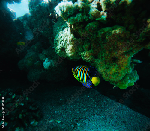 Fototapeta Naklejka Na Ścianę i Meble -  Fish swim in the Red Sea, colorful fish, Red Sea.