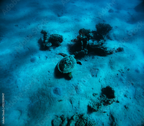 Fototapeta Naklejka Na Ścianę i Meble -  Turtle on a coral reef at Egypt in the Red Sea.