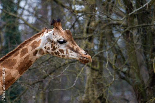Canvas Print Giraffe in a Leafless Forest