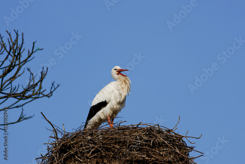 White Stork, Ciconia ciconia Perched on Nest. A white stork standing on a large nest made of twigs against a clear blue sky.