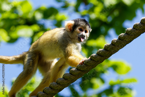 Photography A squirrel monkey climbing on a rope against a bright blue sky and green foliage