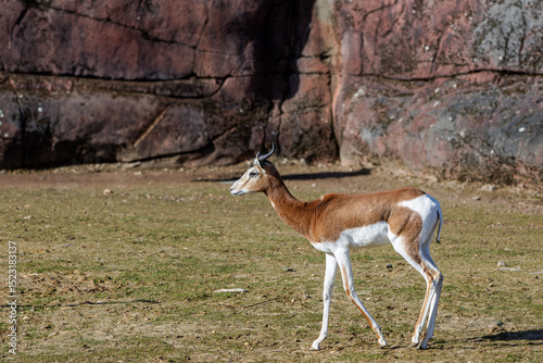 The dama gazelle (Nanger dama), also known as the addra gazelle or mhorr gazelle, walking on a grass field