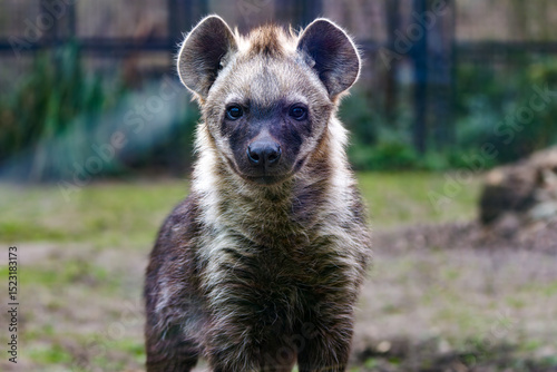 Close-up of a Hyena in Natural Habitat. Close-up of a hyena standing on grass with a blurred background.