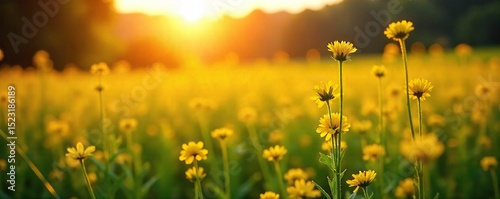 Golden hour sunlight illuminates a field of vibrant yellow wildflowers, creating a breathtaking display of nature's beauty The scene is peaceful and evokes feelings of warmth and joy , gleam, bright