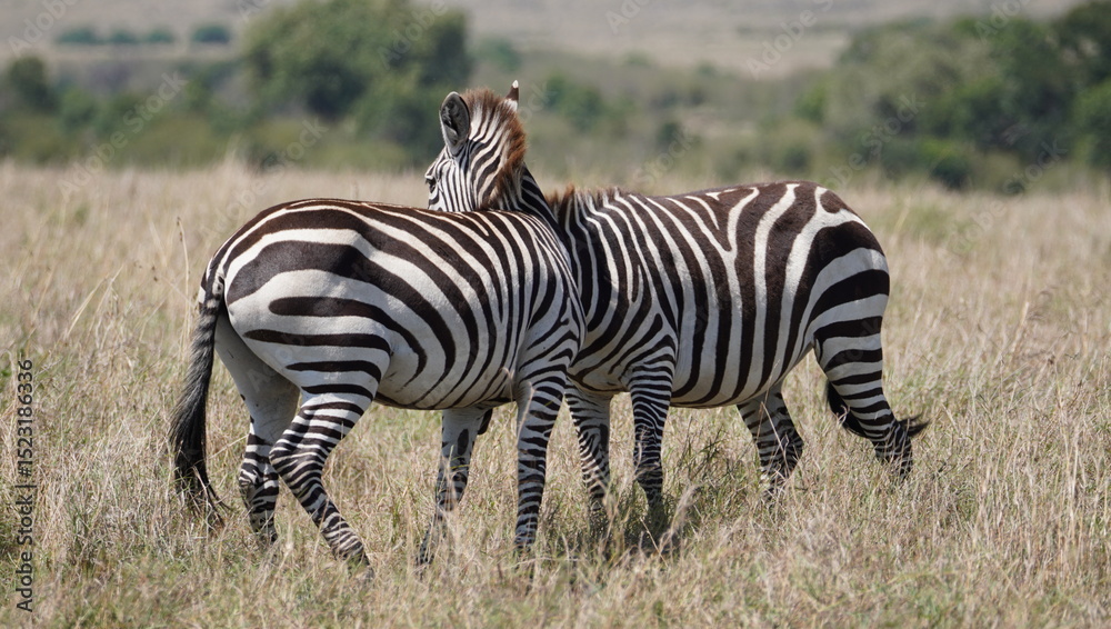 The hypnotic patterns of two zebras side by side The hypnotic patterns of two zebras side by side