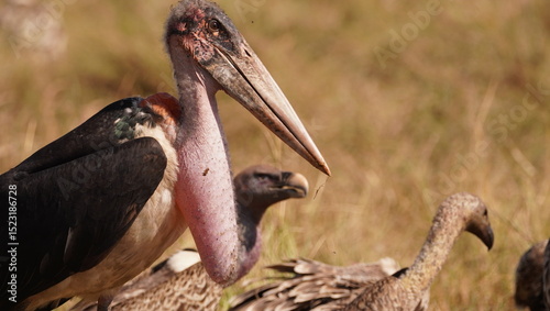 The ugly face of the marabou stork with the vultures in the background.