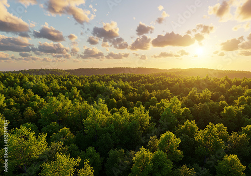 Forest at sunset isolated on transparent background
