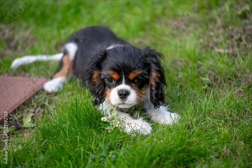 Cavalier king charles spaniel tricolor puppy.